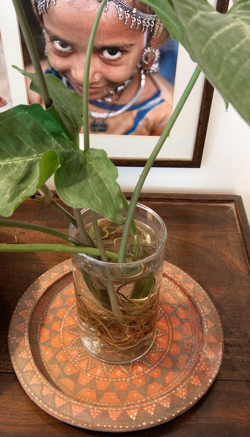Haveli Hauz Khas Bed & Breakfast New Delhi Exterior photo